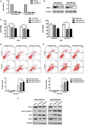 Silencing of PGK1 Promotes Sensitivity to Paclitaxel Treatment by Upregulating XAF1-Mediated Apoptosis in Triple-Negative Breast Cancer